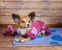 Dog Helios 'Namastail' Lightweight 4-Way Stretch Breathable Full Bodied Performance Yoga Dog Hoodie Tracksuit